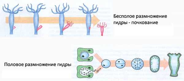 Как зайти на кракен тор